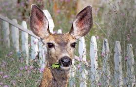 We did not find results for: Deer Moles And Other Garden Pests The Green Conspiracy