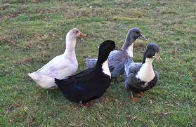 Check Out Some Of The Best Duck Breeds For Your Backyard Farm They Say That Ducks Are The New Chickensq Duck Breeds Duck Breeds Domestic Backyard Ducks