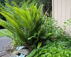 We did not find results for: Get It Growing Gardening With Ferns Sequim Gazette