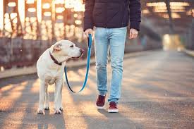 The 25 Best Led Dog Leashes Of 2020 Pet Life Today