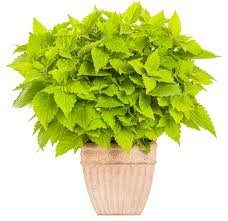 Maybe you would like to learn more about one of these? What S Your Color Chartreuse Proven Winners