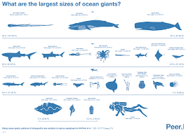 This Amazing Chart Shows How Big The Biggest Animals In The