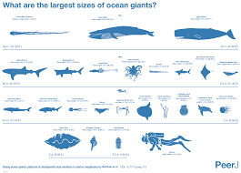 this amazing chart shows how big the biggest animals in the