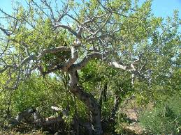 Image result for Lannea humilis