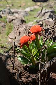 Image result for Scadoxus puniceus