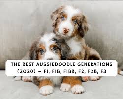 Most goldendoodles retain the natural retrieving instincts of the golden retriever. Best Aussiedoodle Generations 2021 F1 F1b F1bb F2 F2b F3 We Love Doodles