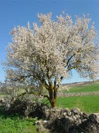 Jews Celebrate A New Year For Trees Tree Growth Deciduous Trees Cherry Blossom Bonsai Tree
