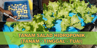 Kini sudah banyak orang yang menggunakan tanaman hidroponik. Cara Tanam Salad Hidroponik 11 Langkah Mudah Untuk Newbie Kebun Bandar