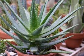 Image result for Aloe arborescens