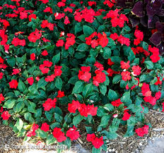 Image result for Impatiens wallerana
