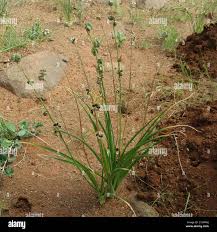 Image result for Dipcadi marlothii