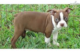 Just look at this charming dane. Pepper Boston Terrier Puppy For Sale Near Greenville Upstate South Carolina 020a9882 7811