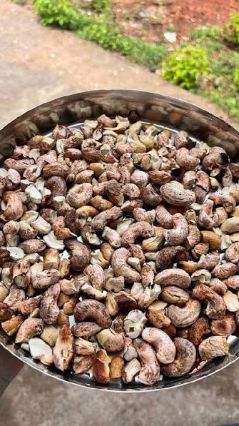 Bhajillyo Kaju Biyo (Roasted Cashew Nuts) 😍🍃 Fresh roasted cashews are a  summer favorite in Goa 🌴 Cashew nuts come from the Cashew tree. After  removing the cashew apple, the nuts are