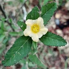 Image result for Sida serratifolia