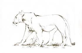 Lioness Sketch By Tanya Buka On Deviantart Lion Painting Lion Art Animal Drawings