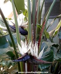 Image result for Strelitzia alba