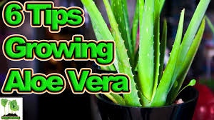 We did not find results for: 6 Tips To Growing Aloe Vera Youtube