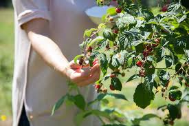 Fruit tree and bush care instructions. Planting Berry Bushes And Fruit Trees How Many Fruit Berry Plants Per Person