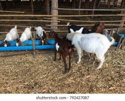 No matter what wood products or personalized gifts you choose, you can feel confident that our products are of the highest caliber. Local Goat Farm Thailand Farm Business Stock Photo Edit Now 792427087
