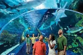 Ripley'S Aquarium Of Myrtle Beach - What To Know Before You Go | Viator