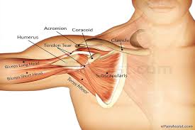 The short head tendon connects the biceps muscle to the coracoid process, a bony projection at the top of the shoulder blade. Pin On Shoulder