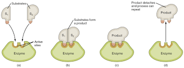 Enzymes – Basic Human Physiology
