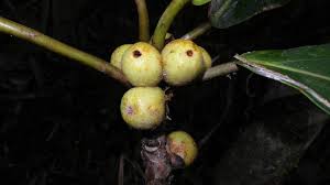 Image result for Ficus lutea