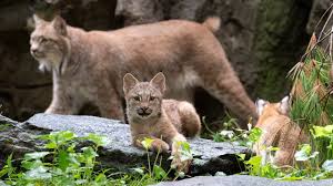 Canada lynxes have been recorded up to an elevation of 4,310 m (14,140 ft). Lynx Zooborns