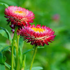 Image result for Helichrysum globosum