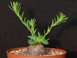 Image result for Aeollanthus