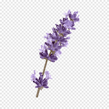 Check spelling or type a new query. Lavender Lavender Flowers Png Pngegg