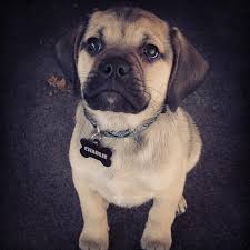 Image result for puggle