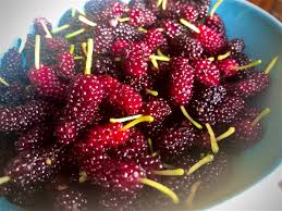 La granita di gelsi è un dolce fresco dal gusto inedito e particolare, ottimo da servire alla fine di un pasto o durante un caldo pomeriggio. Granita Di Gelsi Nibspastrylab