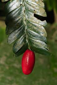 Image result for Anisophyllea