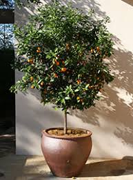 They can survive temperatures of 28 degrees f for several hours without permanent damage. Citrus Gardening Solutions University Of Florida Institute Of Food And Agricultural Sciences