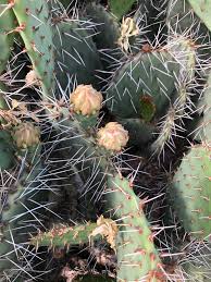 Pay particular attention if you grow the bulbs indoors. Opuntia Prickly Pear Cactus Rabbit Ears Cactus Tree Cactus North Carolina Extension Gardener Plant Toolbox