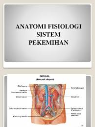 Sistem saluran kemih terdiri dari ginjal, ureter, kandung kemih dan uretra. Anatomi Sistem Perkemihan