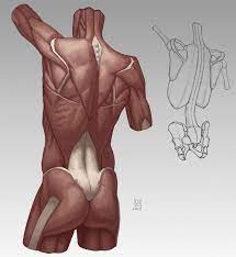 Contracting the glutes as well as the abdominal muscles is critical for lower back health and safety. Anatomy Demos Anatomy Drawing Anatomy Reference Human Anatomy Drawing