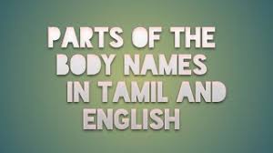 Parts of the body, human body parts: Free Parts Of Body Name In Tamil Watch Online Khatrimaza
