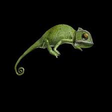 Chameleon Walk Rigged Animated 3d Model Walking Animation Animation 3d Model
