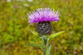 Pin On English Wildflower Seed Mix