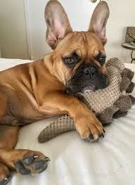 Maybe you would like to learn more about one of these? French Bulldog Puppies Southern Illinois Bmo Show