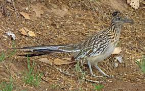 Maybe you would like to learn more about one of these? Roadrunner New Mexico Nomad