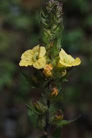 Image result for Alectra sessiliflora
