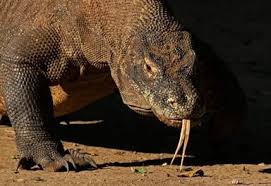 Komodo platform has 167 repositories available. Pour Proteger Ses Dragons L Ile De Komodo Va Etre Fermee Aux Touristes Edition Du Soir Ouest France 02 04 2019