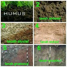 Tanah vulkanik bisa kamu gunakan untuk menutrisi tanaman dan meningkatkan hasil panen. Beraneka Ragaman Jenis Tanah Yang Ada Di Indonesia Dwisangpetani