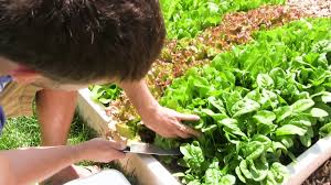 We did not find results for: Harvest Lettuce All Season With Cut And Come Again Harvesting Youtube