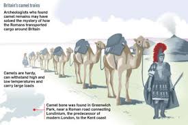 Learn why camels store water, and how long they can go without water. Antinous The Gay God A Twitter Imagine Antinous Riding Camels In Britannia Camel Bone In England Suggests Romans Used Camelcaravans Throughout The Romanempire Says Caitlinrgreen Hadrian Traveled Far And Wide Oft