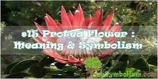 15 Protea Flower Meaning Symbolism
