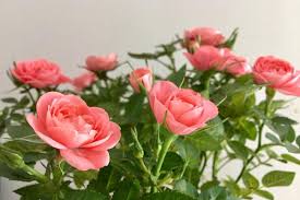 + nhân ngày 8/3, xin chúc tất cả các bạn nữ luôn khỏe như trâu, xinh đẹp như hằng nga, hạnh phúc như phật cười em cứ chờ mà xem. Lá»i Chuc 8 3 Hay Va Y NghÄ©a Nháº¥t Ngay Quá»'c Táº¿ Phá»¥ Ná»¯ Vietnamnet